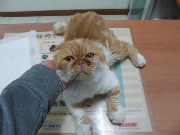 스코티시폴드 이미지 파일 입니다.